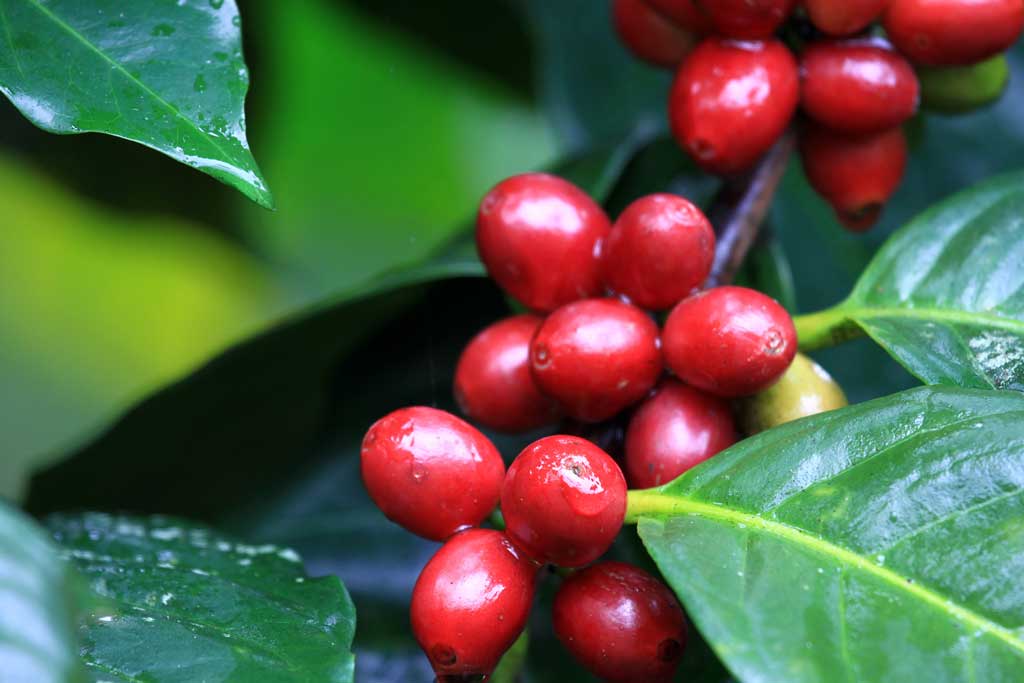 قهوه کلمبیا: محبوب‌ترین قهوه دنیا