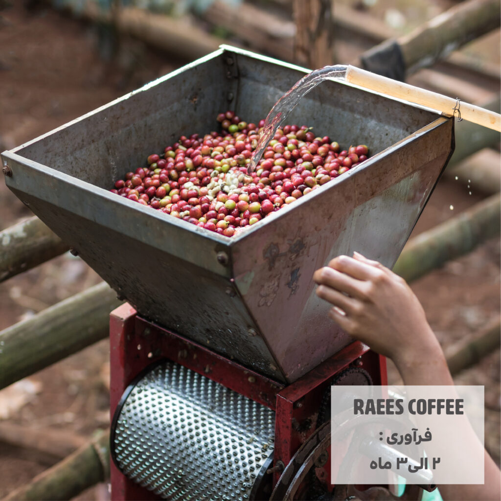 فراوری قهوه در مزرعه . از کاشت تا برداشت