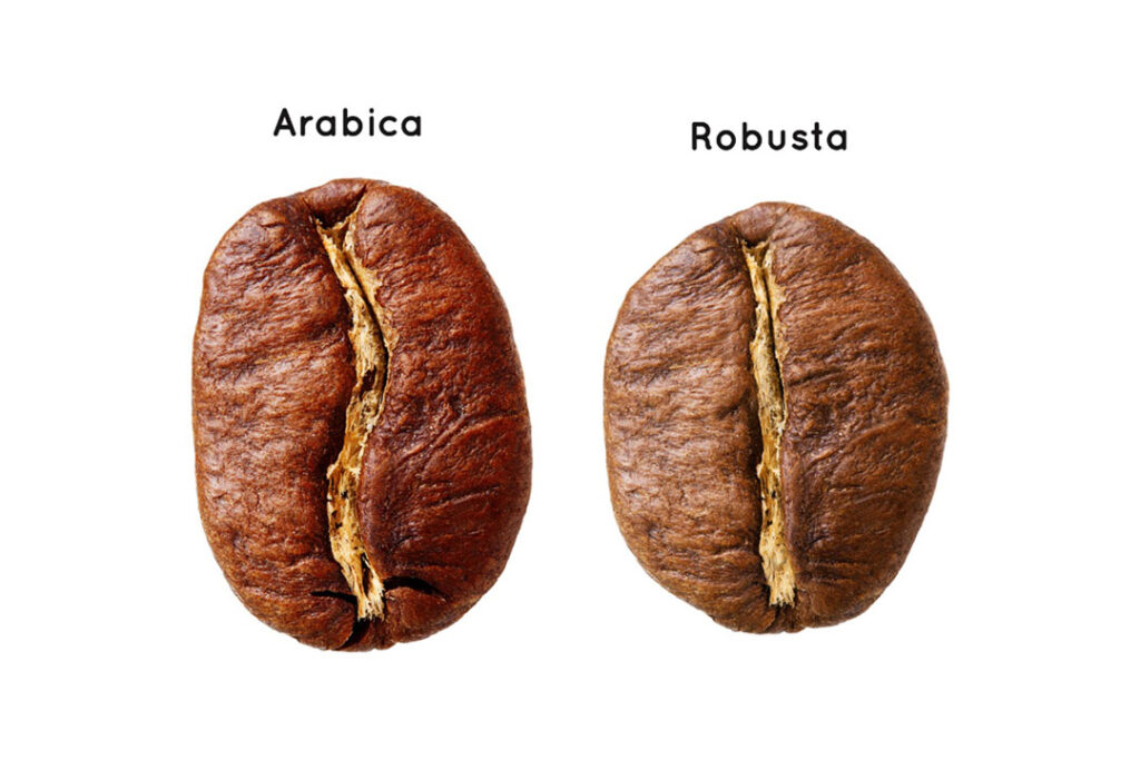 عربیکا-روبوستا-گونه های قهوه